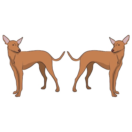 Signmission Cirneco Delletna Dog Decal, Dog Lover Decor Vinyl Sticker D-18-Cirneco Delletna